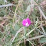Lathyrus hirsutus Fula