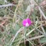 Lathyrus hirsutus Flower