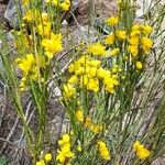 Senna aphylla Yeri