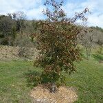 Quercus laurifolia Habit