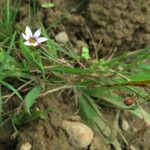 Sisyrinchium rosulatum Цветок