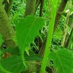 Stachyurus chinensis Casca