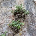 Potentilla caulescens Συνήθη χαρακτηριστικά