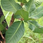 Garcinia pachyclada Folio