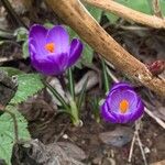 Crocus vernusFlor