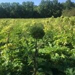 Angelica atropurpurea Hoja