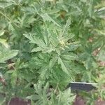 Althaea cannabina List