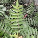 Rhus typhina Blatt