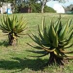 Aloe ferox Folha