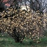 Edgeworthia tomentosa Costuma