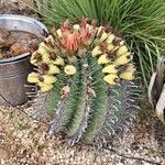 Ferocactus herrerae Foglia
