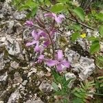 Hesperis laciniata 花