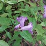 Strobilanthes attenuata Kukka