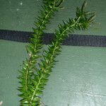 Huperzia phlegmaria Hoja