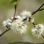 Prunus brigantina Blüte