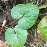 Asarum caudatum ᱥᱟᱠᱟᱢ