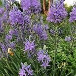 Camassia leichtliniiᱵᱟᱦᱟ