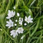 Allium neapolitanum Blüte