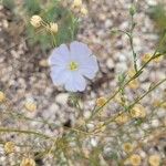 Linum lewisii Flower