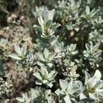 Helichrysum cordifolium Leaf