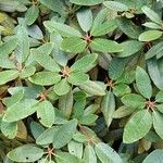 Rhododendron arboreum Blad