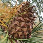 Pinus contorta फल