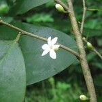 Sanrafaelia ruffonammari Flor