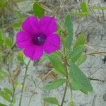 Petunia integrifolia Flower