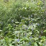 Mertensia paniculata Flor