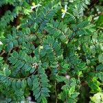 Begonia foliosa List