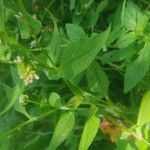 Persicaria nepalensis Blad