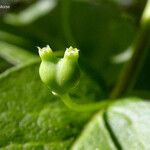 Lonicera conjugialis Frukt