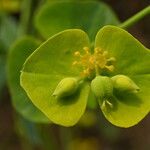 Euphorbia biumbellata Çiçek