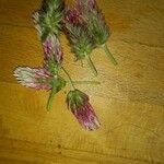Trifolium arvense പുഷ്പം