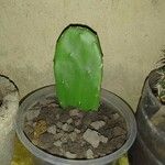 Opuntia ficus-indicaLeaf