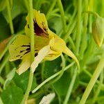 Tropaeolum minus Flower