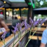 Limonium vulgare Žiedas