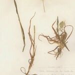 Cynosurus echinatus Libunga