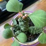 Euphorbia ritchiei Kvet