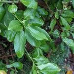 Euonymus fortunei Blad