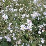 Symphyotrichum lateriflorum পাতা