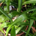 Albuca bracteata Hoja