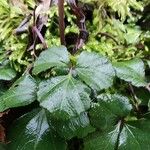 Cardamine trifolia Blad