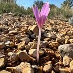 Colchicum longifolium Habit