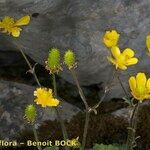 Ranunculus spicatus Drugo