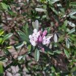Daphne sericea 花