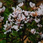 Tessmannia anomala Flor