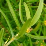 Persoonia mollis 葉