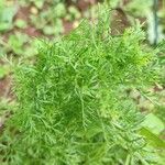 Artemisia annuaList