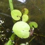 Hydrocharis morsus-ranae Fulla